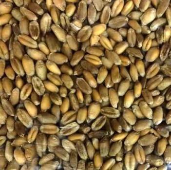 Пшеница для проращивания 1 кг